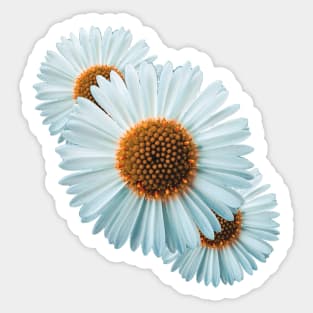 Soft flower Sticker